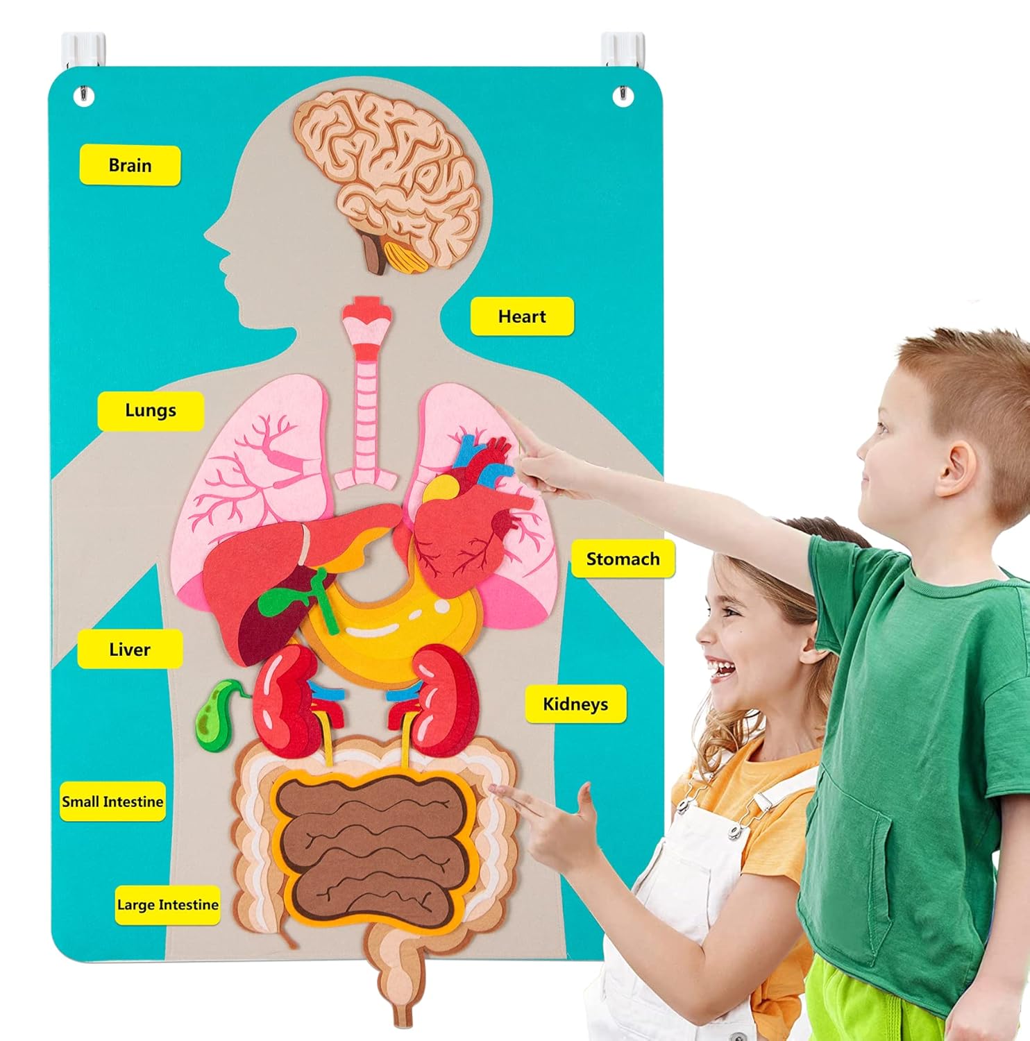 Kids Education Story - Human Body Parts Felt Board Stories