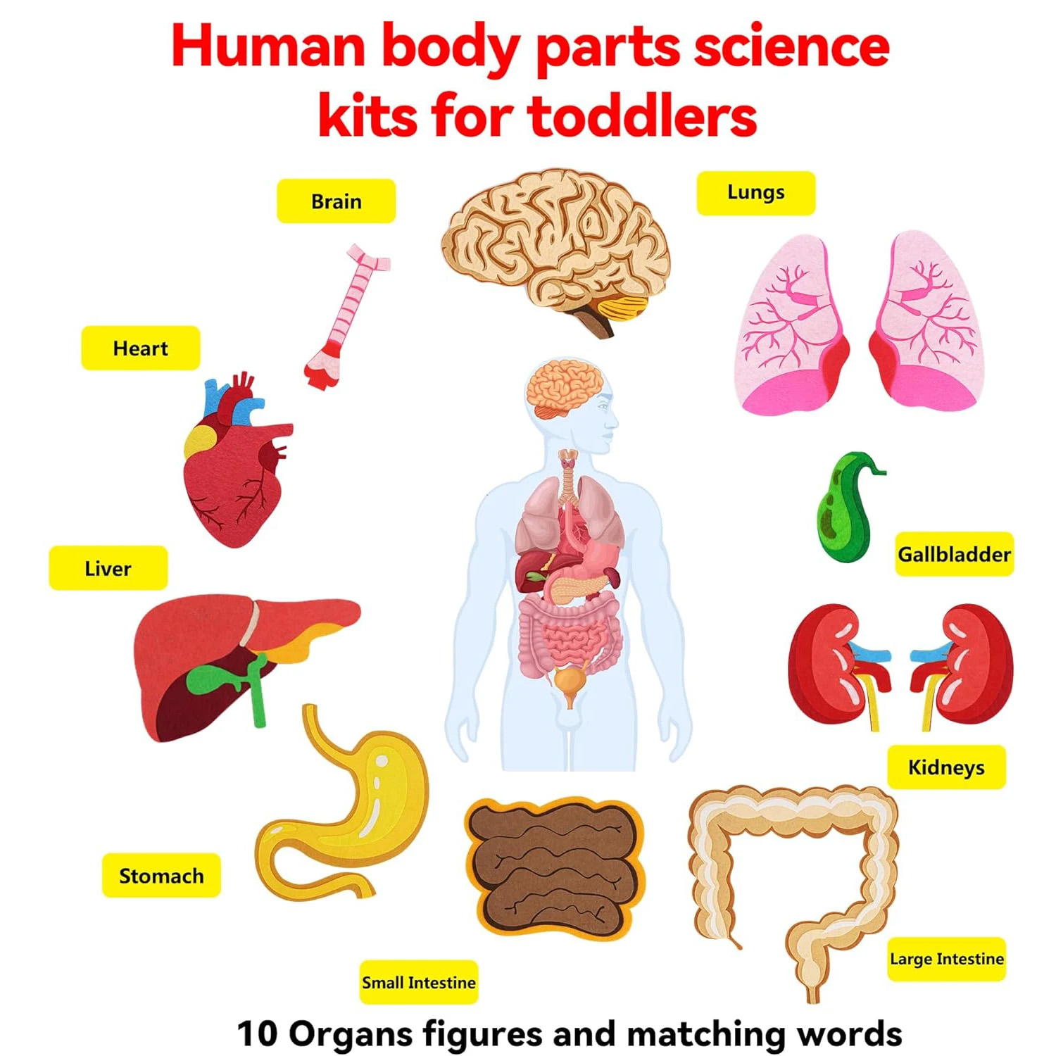 Human Body Parts Felt Board St - Kids Education Story 评论和价格